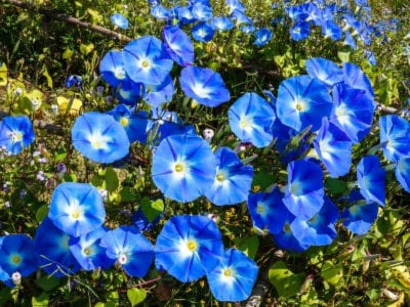 ACCELCROP Morning Glory Mixed Color Creeper Flower Seed  (30 per packet)