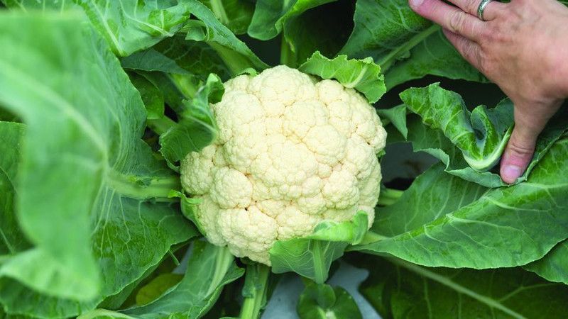 Mozette Cauliflower Seed  (31 per packet)