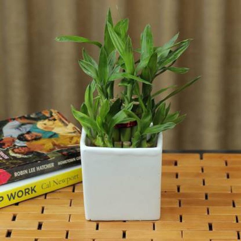 GRRENGROW Two Layer Bamboo Plant  (Hybrid, Pack of 1)
