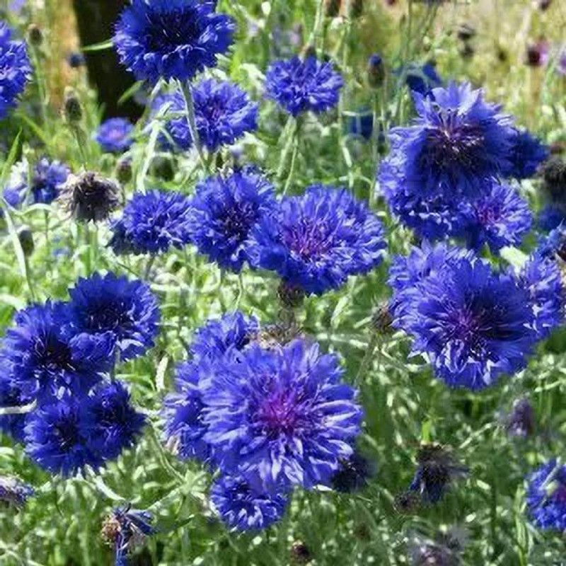 Aro Cornflower Seed  (20 per packet)