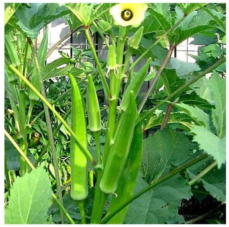 Hybrid Galaxy Fresh Lady-Finger (Bhindi) Vegetable Hybrid Seed  (50 per packet)