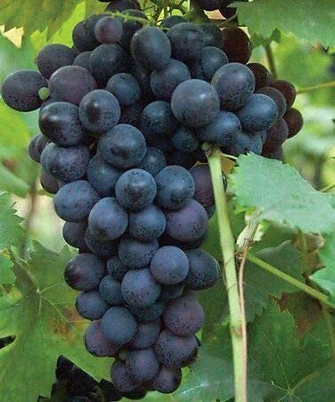 Bloom And Grow Grape Plant  (Pack of 1)