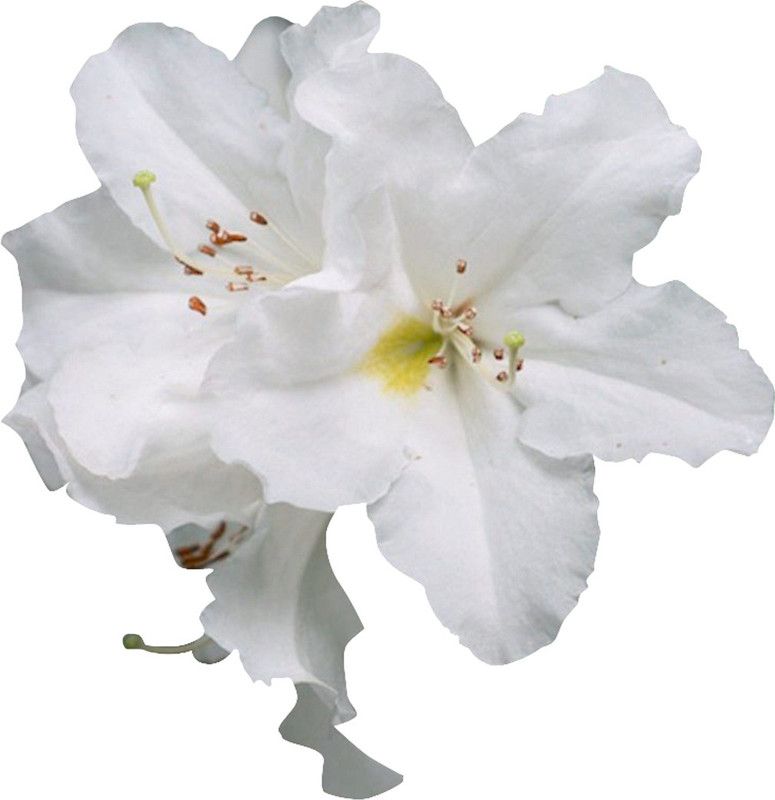 Futaba White and Yellow Azalea Flower - 100 Pcs Seed  (100 per packet)
