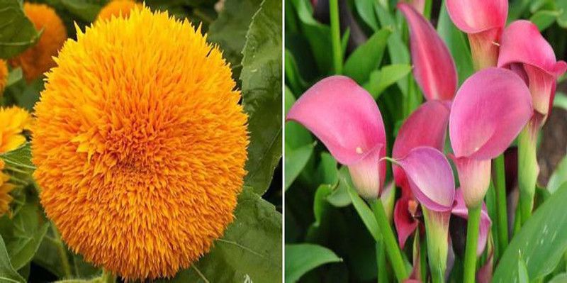 dreamseawaves sungold & stock Seed  (20 per packet)