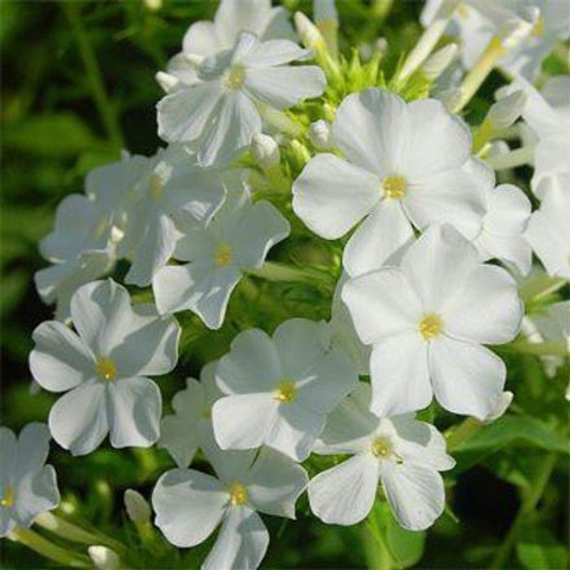 CYBEXIS PHLOX WHITE FLOWER SEEDS Seed  (1 g)