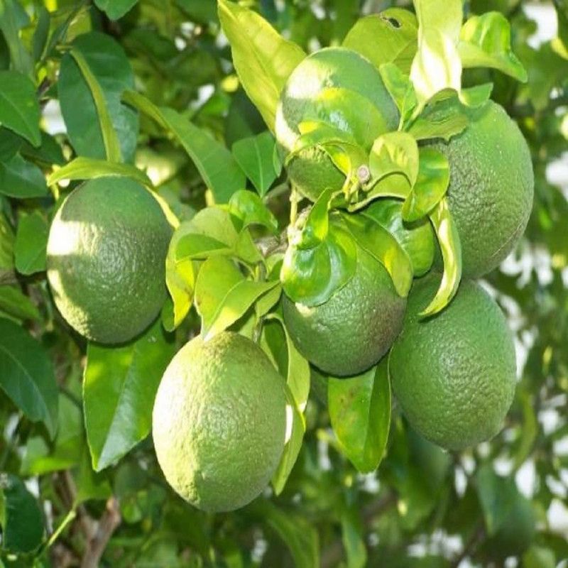 JRYU Sweet Lime Mosambi Seed  (50 per packet)