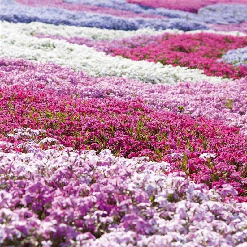 XOLDA Exotic phlox Seed  (27 per packet)