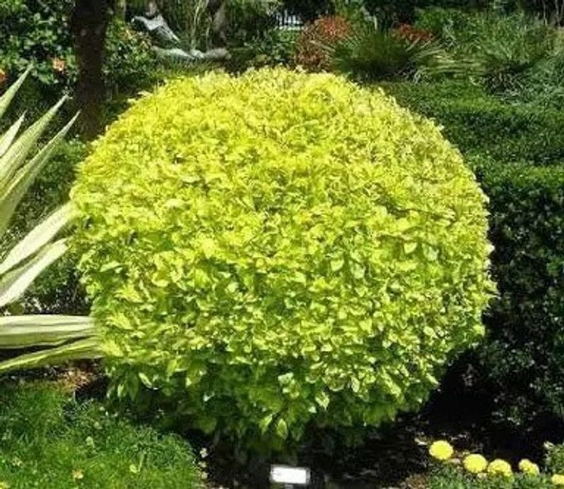 V K Global Duranta Plant  (Hybrid, Pack of 1)