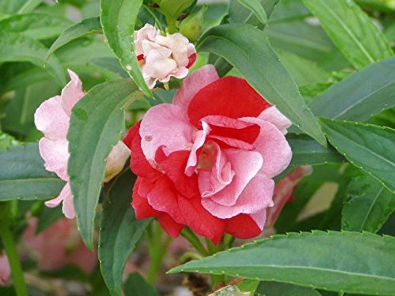 Paudha Balsam rose Seed  (45 per packet)