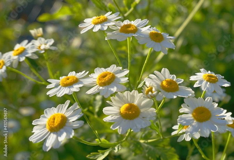 Mozette Exotic germanchamomile Seed  (28 per packet)