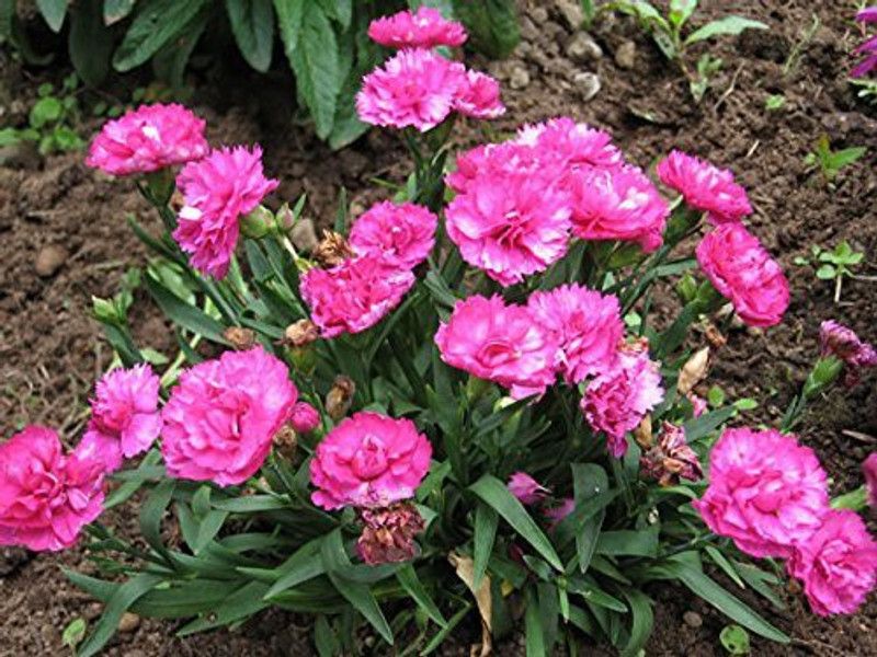 CYBEXIS Dianthus -Clove Pink Seeds For Kitchen Garden Seed  (1 g)