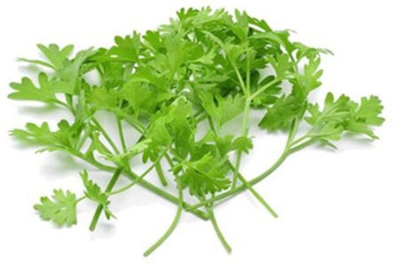 Qualtivate ™ Microgreens Coriander Cilantro Dhania, Micro Greens Seeds-600 Seed Seed  (600 per packet)