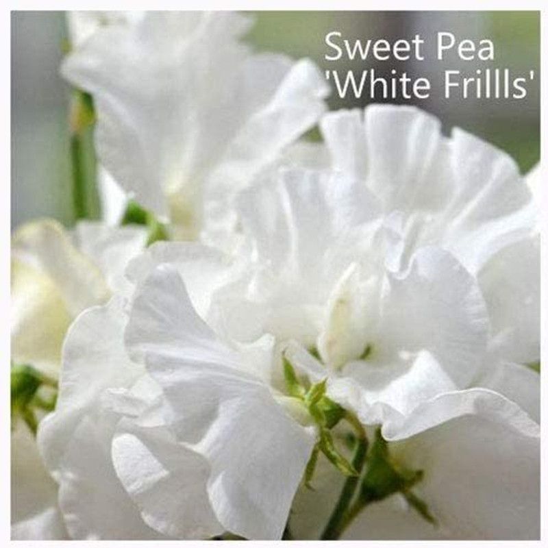 CYBEXIS Sweet Pea 'White Frills' Seeds. White Frills Sweet Peas Seed  (1 g)