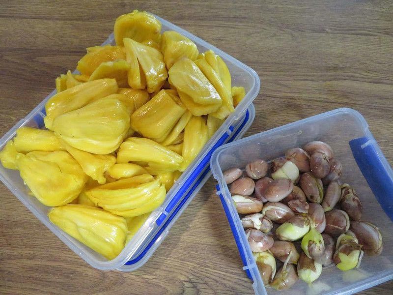 GETFLIX Jack Fruit Plant  (Hybrid, Pack of 1)