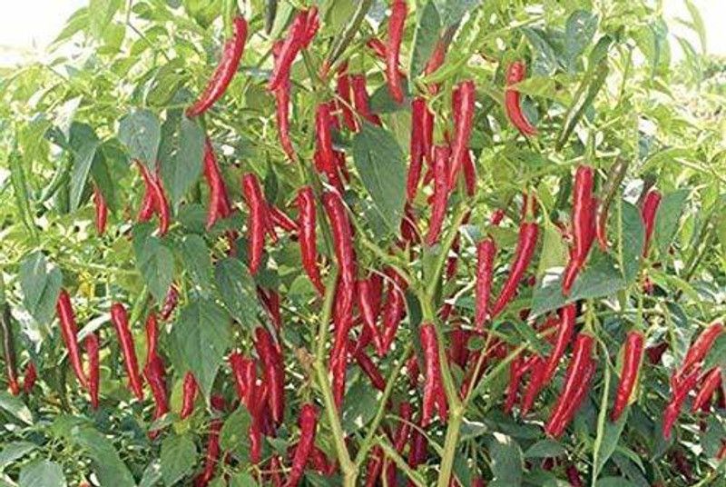 WILLVINE High yield Hybrid"CHILLI PEPPER" bacterial resistant chili"UJWALA" Seed  (500 per packet)