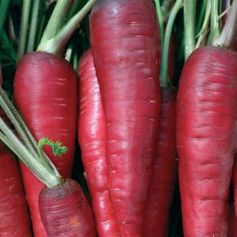 XOLDA Red Carrot / Desi Seed  (47 per packet)