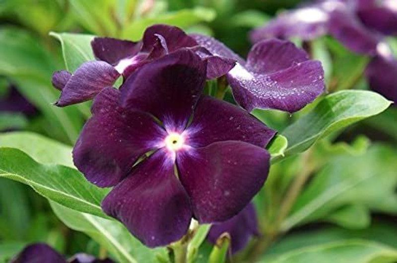 KANAYA Vinca rosea Dwarf Mixed Flower Seed  (28 per packet)