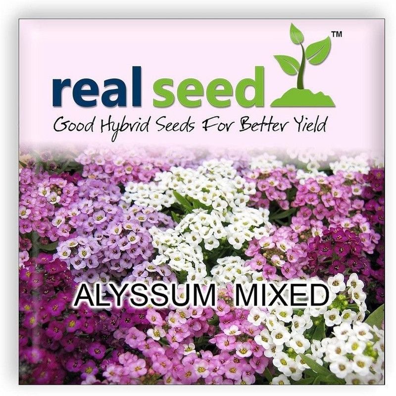 CYBEXIS Alyssum Hybrid Imported Flower Seeds Seed  (1 g)