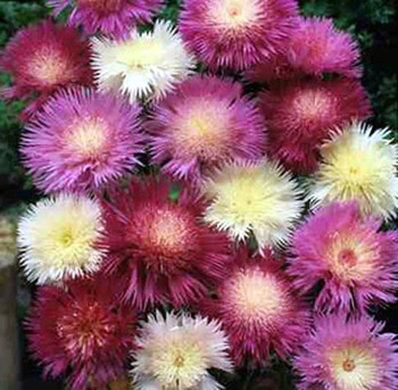 EVEMP Sweet Sultan Imperialis Mix Flower Seed  (80 per packet)