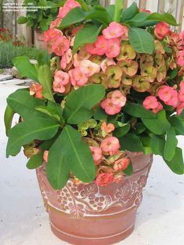 sealok Euphorbia Plant  (Hybrid, Pack of 1)