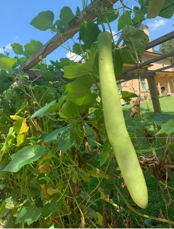 UGRA Long bottle gourd Seed  (150 per packet)