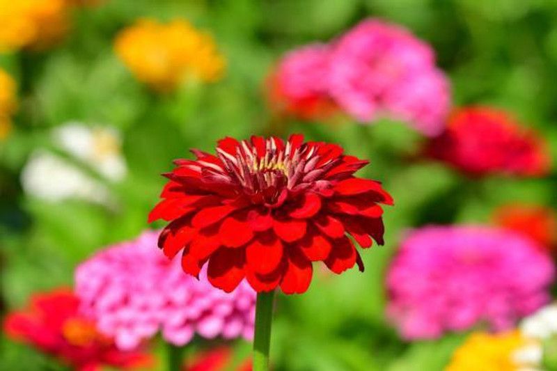 Splorias Zinnia Seed  (35 per packet)