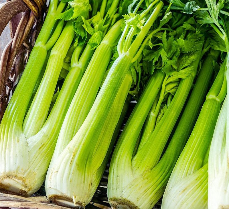 VibeX ® XXL-148 Celery Seed, Utah Tall Seeds Seed  (500 per packet)