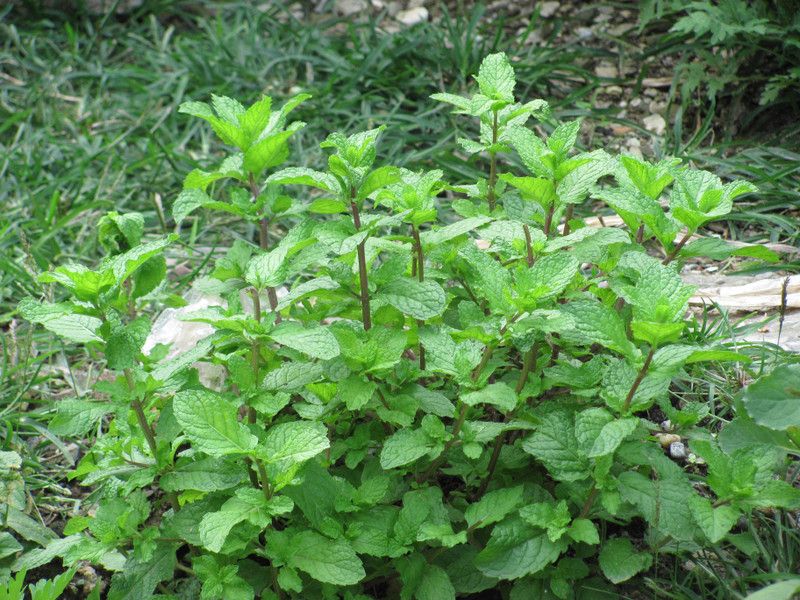 XOLDA Pudina Mint plant Seed  (11 per packet)