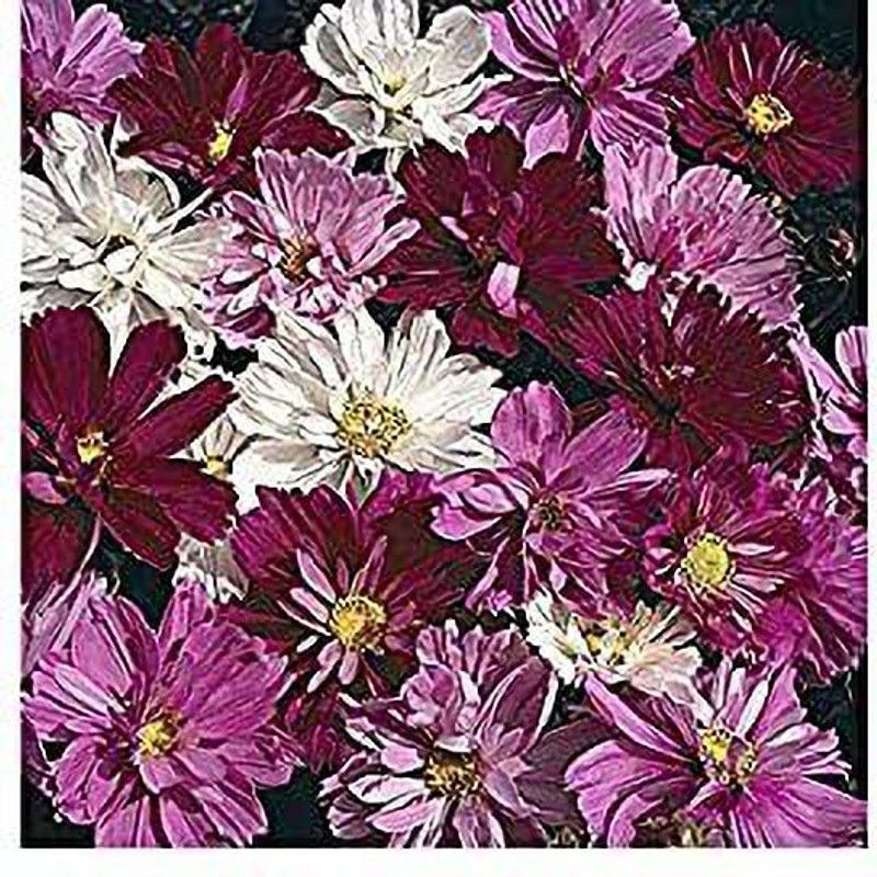 KANAYA Cosmos Mix Color Hybrid Flower Seed  (95 per packet)