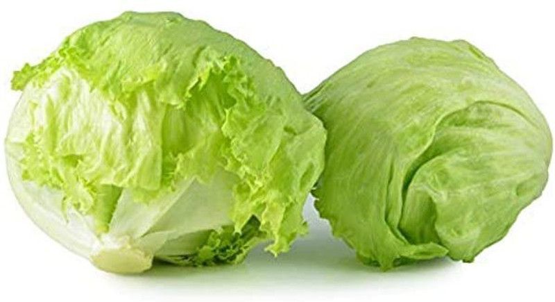 Paudha Lettuce Iceburg Seed  (42 per packet)