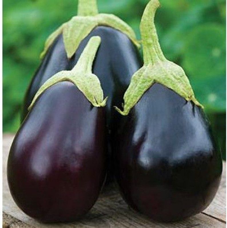 Paudha Organic Brinjal Round Seed  (15 per packet)