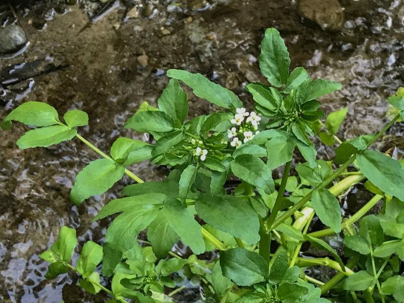 Paudha WaterCress Seed  (31 per packet)
