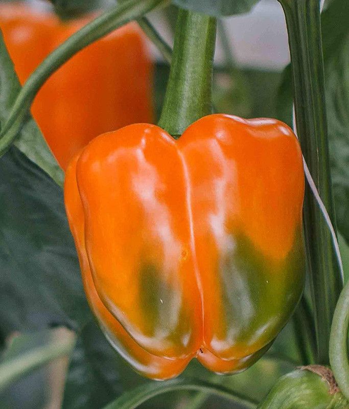 VibeX ® XXL-352 IMPORTED CAPSICUM ORANGE Seed  (200 per packet)
