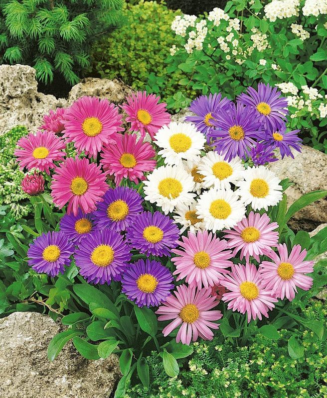KANAYA Aster ‘Mix’ F1 Hybrid Flower Seeds for All Season Seed  (50 per packet)