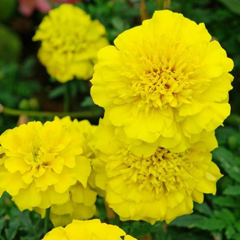 PMB Exotic marigold yellow Seed  (27 per packet)