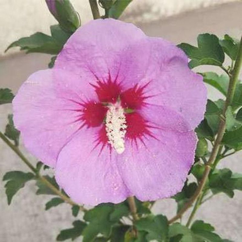 Guruji Plantation Hibiscus Plant  (Hybrid, Pack of 1)