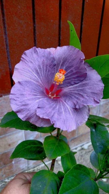 Beautiful Blooms Hibiscus Plant  (Hybrid, Pack of 1)