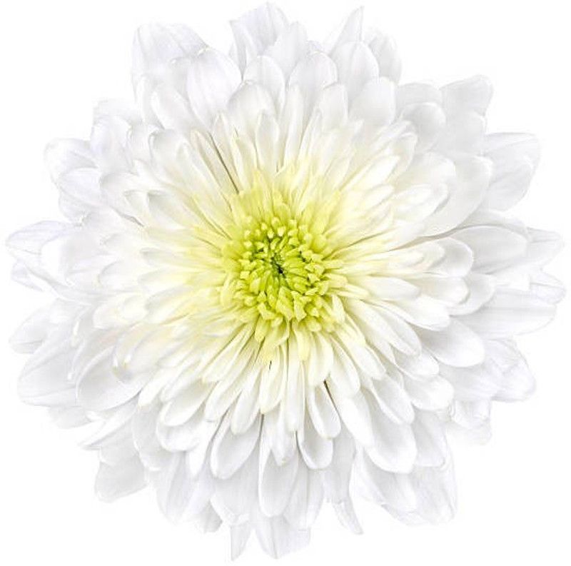 ZOTIKOS Chrysanthemum Seed  (20 per packet)