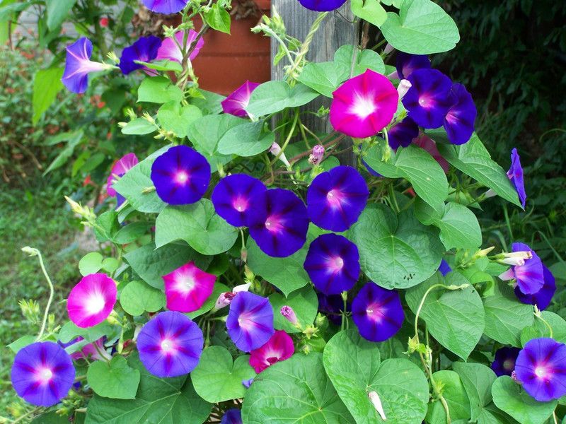 KANAYA Morning Glory Floer Seeds For Kitchen Gardening Seed  (23 per packet)