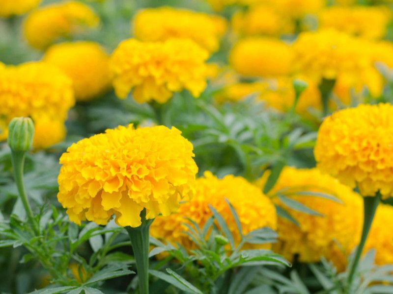 Paudha MariGold yellow Flower Seed  (11 per packet)