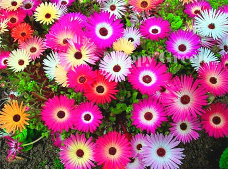 Mozette Exotic daisy mix Seed  (37 per packet)