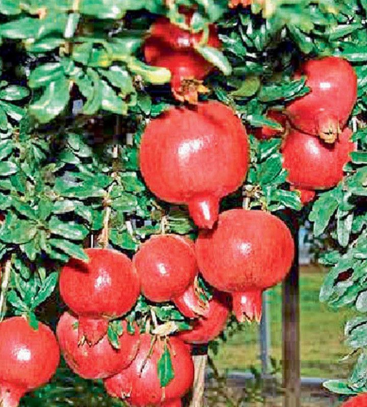 Bee Green Pomegranate Plant  (Hybrid, Pack of 1)