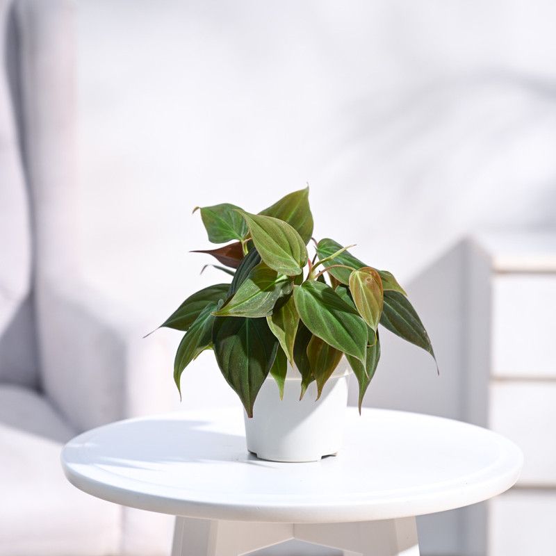 Plantoos Philodendron Plant  (Pack of 1)