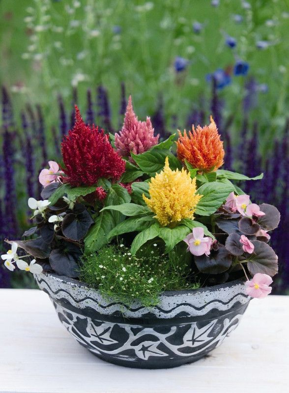 Mozette Exotic celosia Seed  (24 per packet)