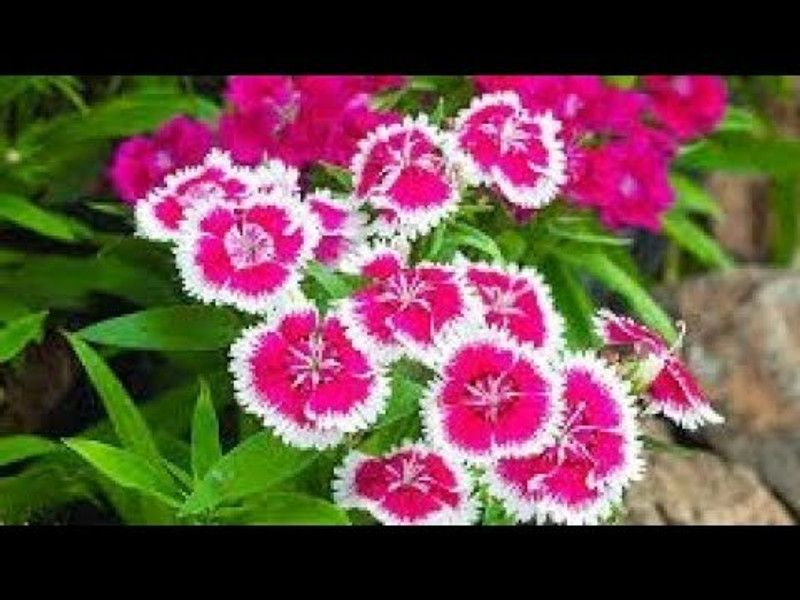 XOLDA Exotic dianthus Seed  (32 per packet)