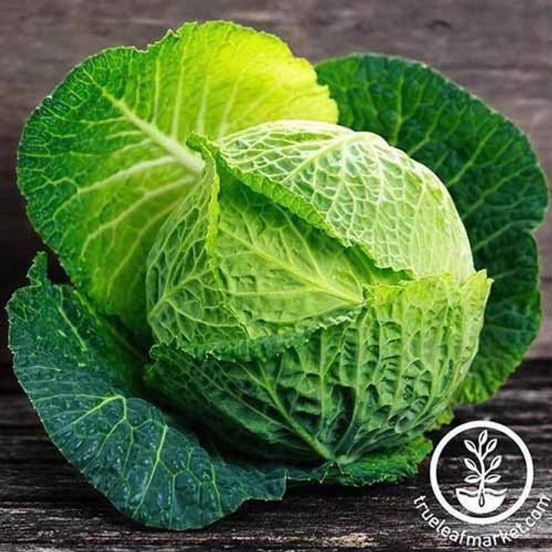 LYRS Savoy Cabbage Seed Seed  (45 per packet)
