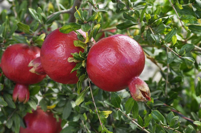 seedagro Pomegranate Seed  (250 per packet)