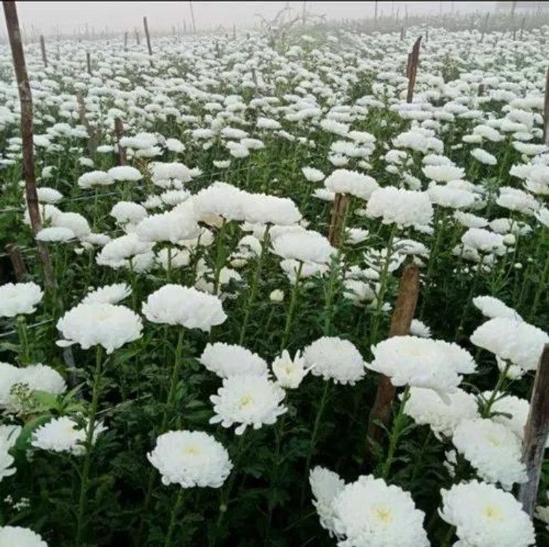 Nodoc Exotic chrysanthemum white Seed  (28 per packet)