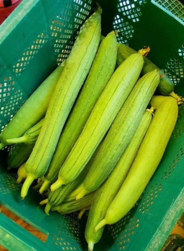 UGRA Vietnamese luffa, vegetable seeds Seed  (80 per packet)