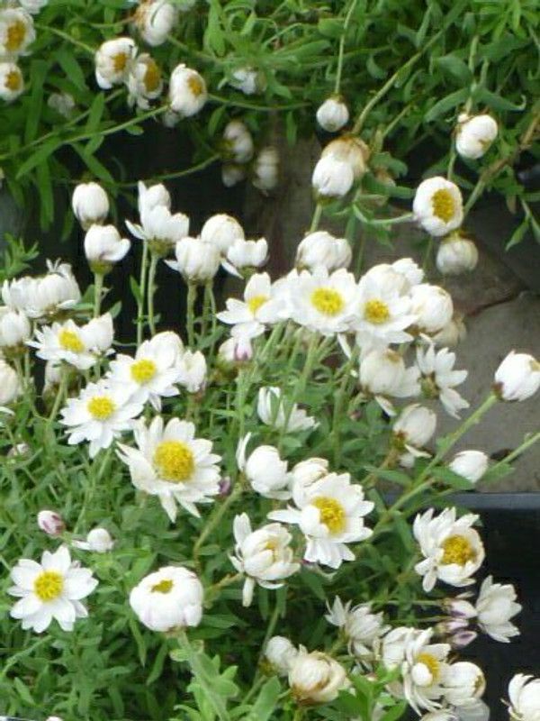 Mozette Exotic daisy white Seed  (28 per packet)